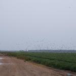 Blackbirds flying over summer rice fields.
