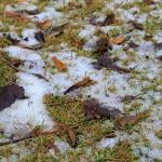 First white snow lay on the grass covered with red and yellow leaves in autumn. 