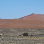 A South African oryx, also called 'Gemsbok' or 'gemsbuck' walking by a water hole in a desert area in Namib-Naukluft National Park in Namibia.