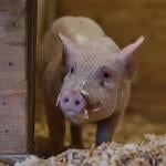 Dawn, a Yorkshire pig, is a part of the cultivated pork efforts by startup, Mission Barns.