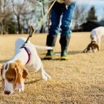 Dogs taken to a winter park by their walker.