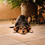 A dog lying under a decorated Christmas tree.