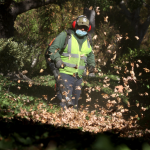 A man uses a gasoline-powered leaf blower to clear leaves and gardening debris.
