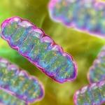 3D illustration of mitochondria.