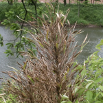 Rivercane, a bamboo plant native to North America that used to line streams, rivers, and bogs of the Southeast.