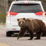 A Grizzly bear crossing a road behind a parked car.