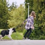 A teenage girl pulling her stubborn dog trying to go for a walk.