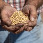 Farmer holding freshly harvested handful of soybeans.
