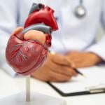 A human heart model anatomy.