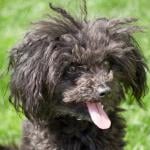 Close shot of a Russian Bolonka