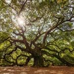 Sunlight seeping through a large majestic Angel Oak Tree near Charleston, South Carolina.