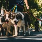 A pack of dogs with leash being walked in a park.