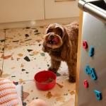 A dog at home eating from a bowl.