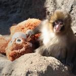 Punch, a male macaque monkey, spending time with a stuffed orangutan toy at Ichikawa City Zoo and Botanical Gardens in Chiba Prefecture, Japan.