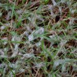 Snow mold forms on lawn grass.