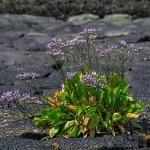 Common sea-lavender (scientific name: Limonium vulgare) in a dike along the North Sea coast in Zeeland, Netherlands. 