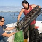 A couple harvesting oysters at a coastal farm. 
