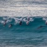 A group of common bottle-nosed dolphins (tursiops truncatus) seen surfing in waves near Esperance in Western Australia.