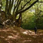 A solo hiker along the 'Roman Bath' trail in Bakonynána, Hungary.