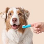 An Australian Shepherd dog and a silicone pet finger toothbrush on its owners' hand.