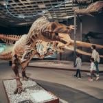 A family visiting an exhibition of dinosaur skeletons during the Jurassic and Cretaceous Period in Munster Natural History Museum in Germany.