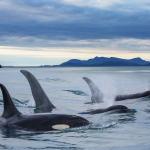 A group of orcas in Alaska.