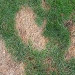 A lawn grass with brown patchy spots.