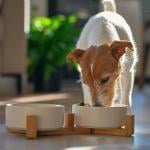 A small Jack Russell Terrier dog enjoying its meal from a ceramic dog bowl. 