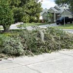 Trimmings of trees on the side of a residential street for waste pickup. 