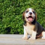 Box of beagle puppies