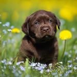 Chocolate lab sits in grass