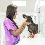 Vet assistant in purple scrubs smiling at a dachshund in a red cast.