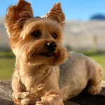 A Yorkshire terrier in the sun.