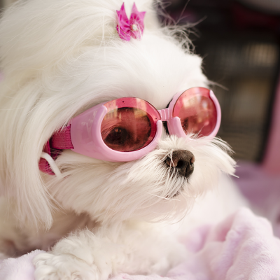 Fashionable trendy Maltese dog wearing pink goggles.