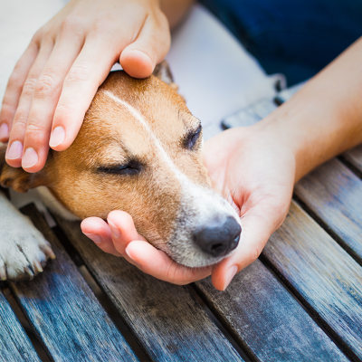 Hands gently petting a beagle's face.