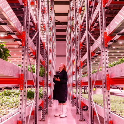 Person looking up at shelves in a vertical farm.
