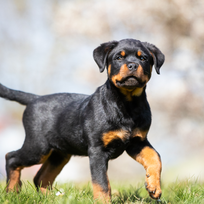 Rottweiler puppy having fun in a park.