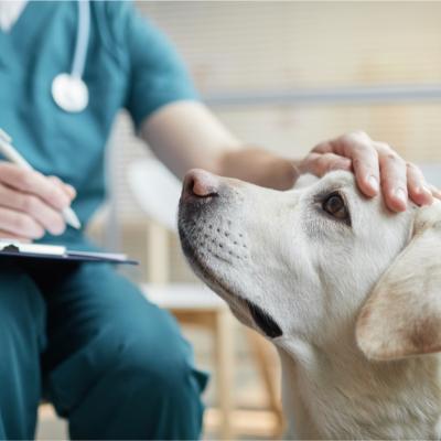 Veterinarian with labrador dog