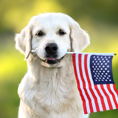 Golden Retriever holding American flag in mouth.