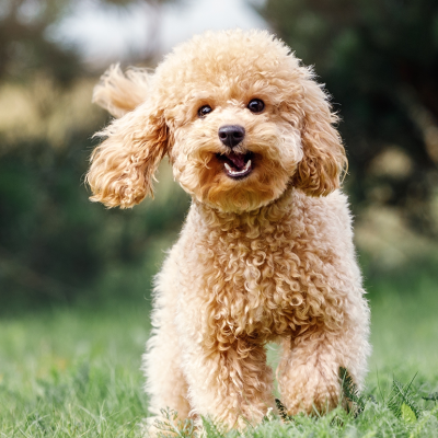 A happy light brown poodle running in the grass.