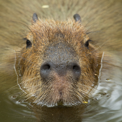 A capybara, the world's largest rodent