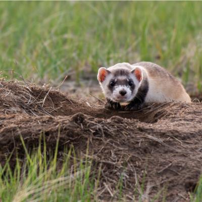 An Endangered Black-footed Ferret on the Plains
