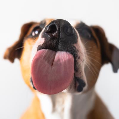 Dog licking the air