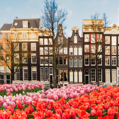 Houses of Amsterdam, Netherlands with tulips in the foreground