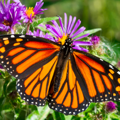 A monarch butterfly rests upon a pink flower