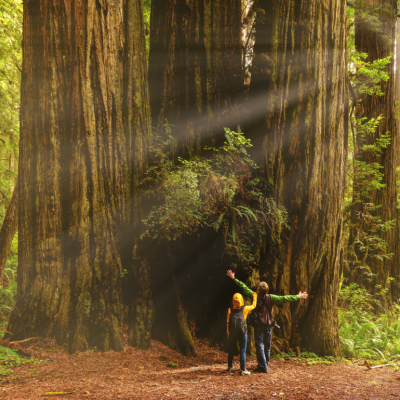 A couple stands looking up at a tree in Redwood National Forest.