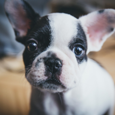 French bulldog puppy in focus with a couch out of focus behind it.