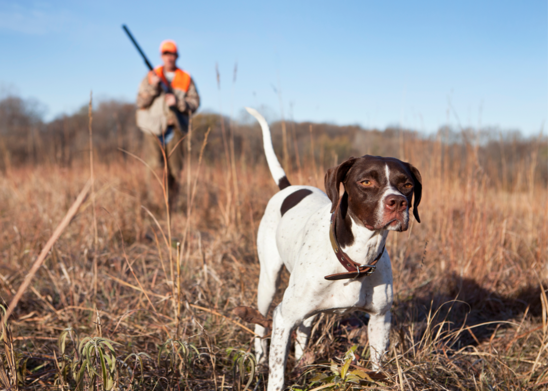 Dog in the foreground with a hunter behind it.