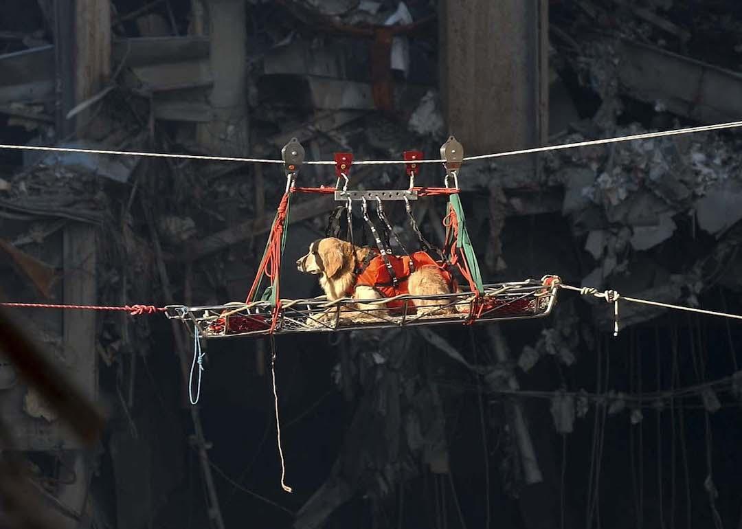 In this photo released by the US Navy 18 September, 2001, a rescue dog is transported from the debris of the World Trade Center in New York City, 15 September, 2001, after searching for trapped bodies in the rubble moments earlier.