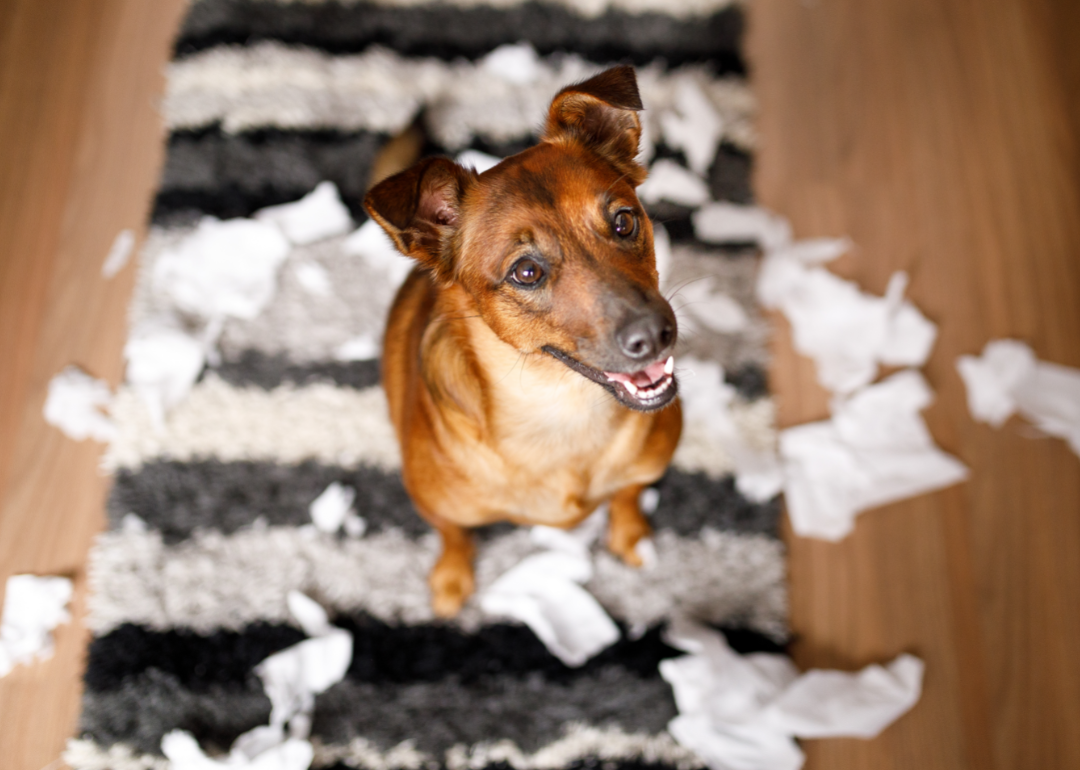 Dog smiles with ripped up paper behind him
